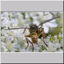 Leopoldius signatus - Dickkopffliege 01.jpg